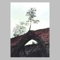 111-1212 Wuchs auf dem Gemaeuer der Wehlauer Kirchruine im Jahre 1992.JPG